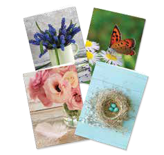 Free Gift with Purchase of print Book!